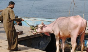 A man pulling a cow with a rope tied up to its mouth