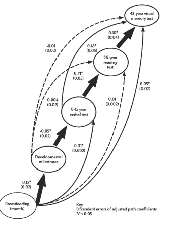 Figure 1 Path diagram model of the influence of breastfeeding on developmental milestones and cognitive performance for the female cohort (unadjusted goodness-of-fit index = 1.00; adjusted goodness-of-fit index = 0.99; n = 2548)